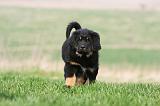DOGUE DU TIBET 345